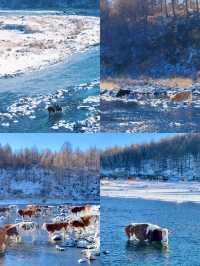 阿爾山冬日出逃計劃闖入冰雪童話與晨霧仙境！