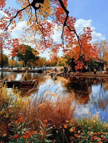 南京莫愁湖的烏桕絕了！飽和度戰士來了