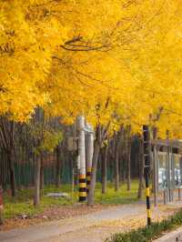 平邑這家酒店太絕了!