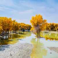 新疆胡楊林公園景區3天2夜5000元旅遊攻略