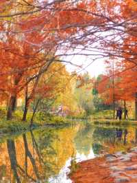 絕美水杉-洛陽伊濱區伊水遊園！