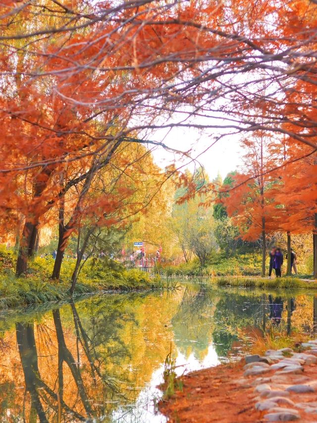 絕美水杉-洛陽伊濱區伊水遊園！