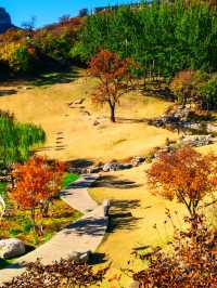 「坡峰嶺紅葉秘境·北京秋日天花板」