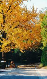 南京靈谷寺賞秋秘境