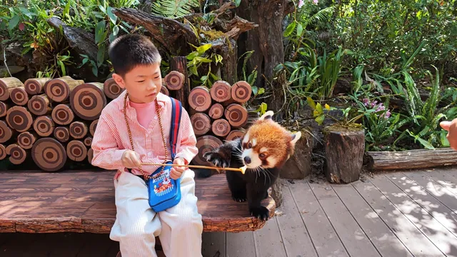 春節版納普洱行 春節版納普洱行