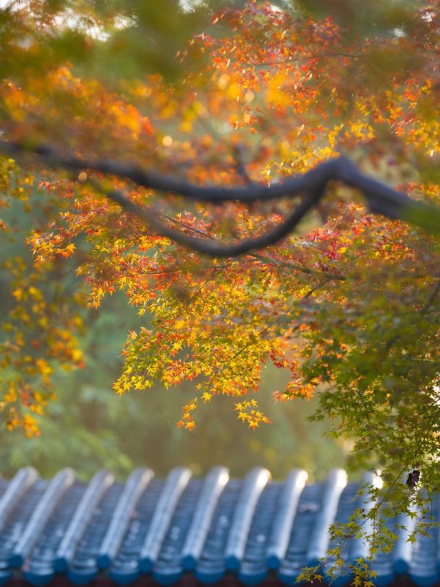 武漢人的私藏拍照聖地堤角公園邂逅初冬浪漫