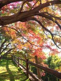 莫干山賞楓攻略不早起錯過整個秋天!