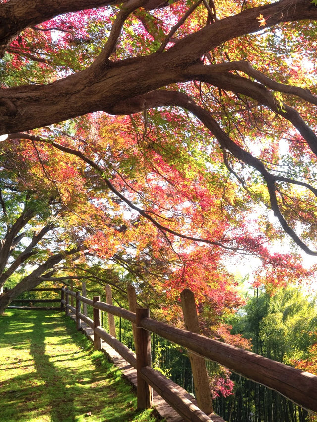 莫干山賞楓攻略不早起錯過整個秋天! 莫干山賞楓攻略不早起錯過整個秋天!