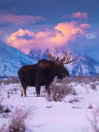 NBA聖誕大戰+美西冬黃石13天