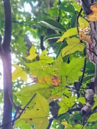 替大家去南雄踩點,銀杏青黃不接過幾天再去