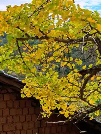 替大家去南雄踩點,銀杏青黃不接過幾天再去