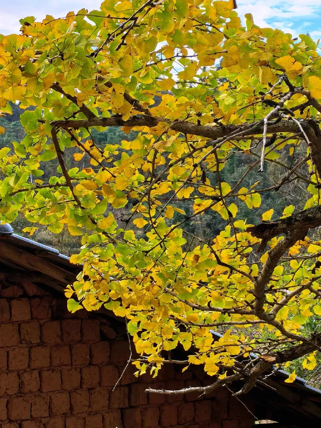 替大家去南雄踩點,銀杏青黃不接過幾天再去 替大家去南雄踩點,銀杏青黃不接過幾天再去