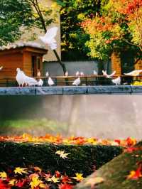 江浙賞秋地圖｜最美私藏地