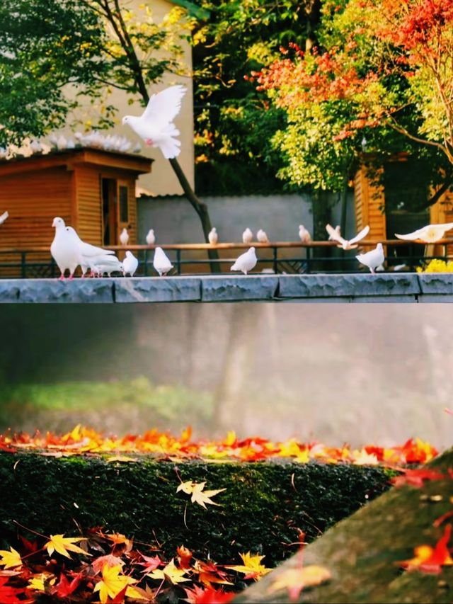 江浙賞秋地圖｜最美私藏地