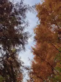 貴陽初冬·唯一想去無數次的公園