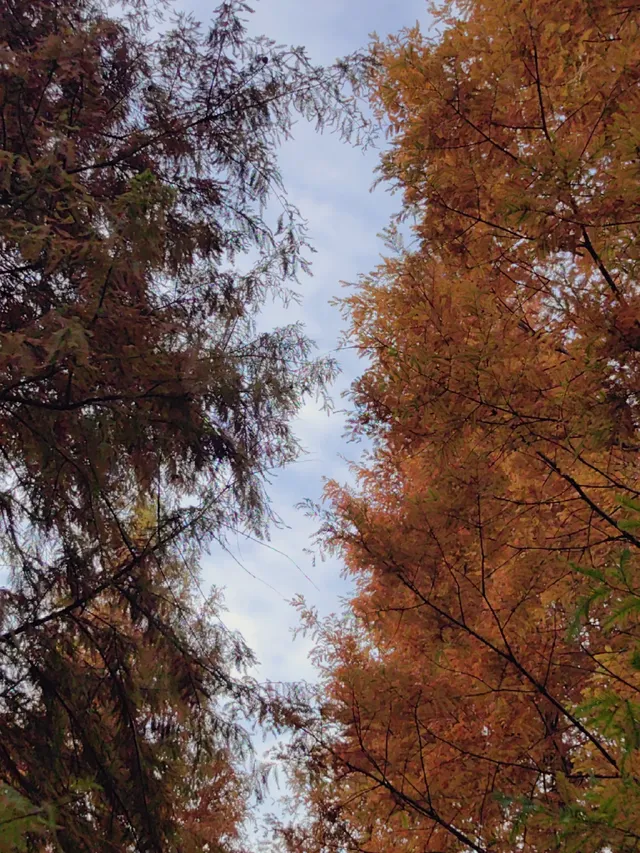 貴陽初冬·唯一想去無數次的公園