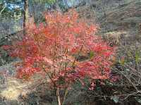 秋日步行路線推薦梅關古道