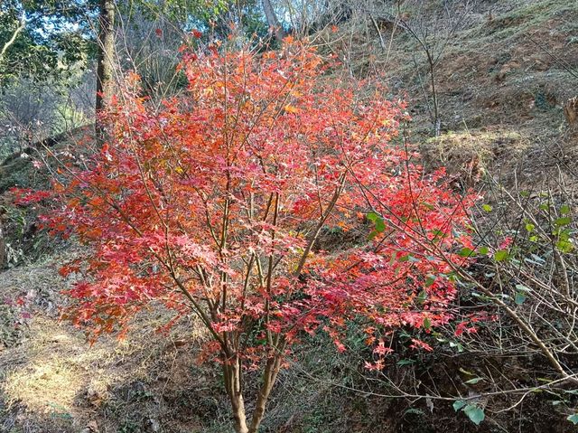 秋日步行路線推薦梅關古道