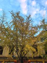 銀杏金黃遇見古建