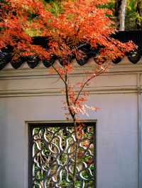 隱秘在魔都的秋日秘境！古漪園賞秋yyds