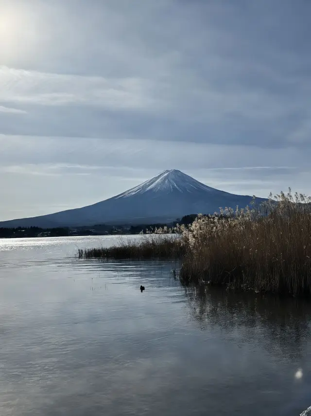 日本1日包車遊｜省心又好玩攻略來啦