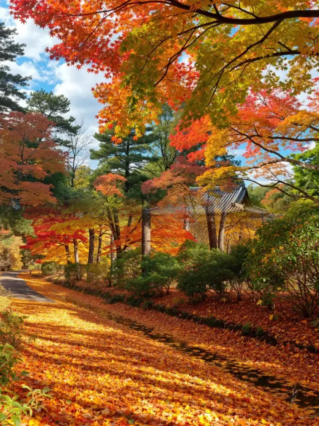 Stunning! Only 1.5 hours from Shanghai to Maple Leaf Island, a must-visit for autumn viewing!