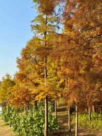 東湖山水杉林 德陽冬日美景被我挖到啦！