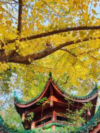 長沙人私藏!市中心這片銀杏秘境美到窒息