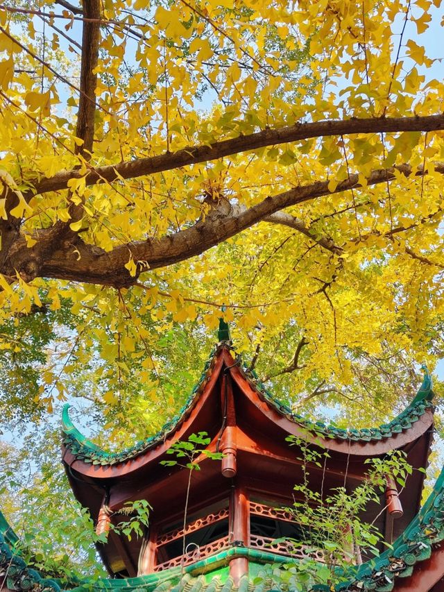 長沙人私藏!市中心這片銀杏秘境美到窒息 長沙人私藏!市中心這片銀杏秘境美到窒息