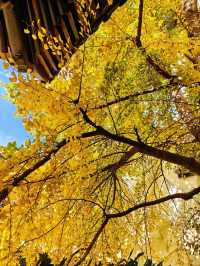 深秋的真如寺,藏著上海最溫柔的禪意