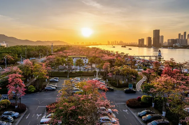 橫琴花海長廊異木棉最佳機位 橫琴花海長廊異木棉最佳機位