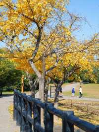 怕你們錯過!再次提醒:共青銀杏濃度已超標