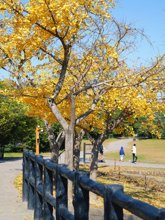 怕你們錯過!再次提醒:共青銀杏濃度已超標 怕你們錯過!再次提醒:共青銀杏濃度已超標