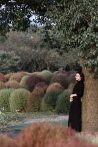 魔都不可錯過的深秋聖地！地膚草海美到窒息