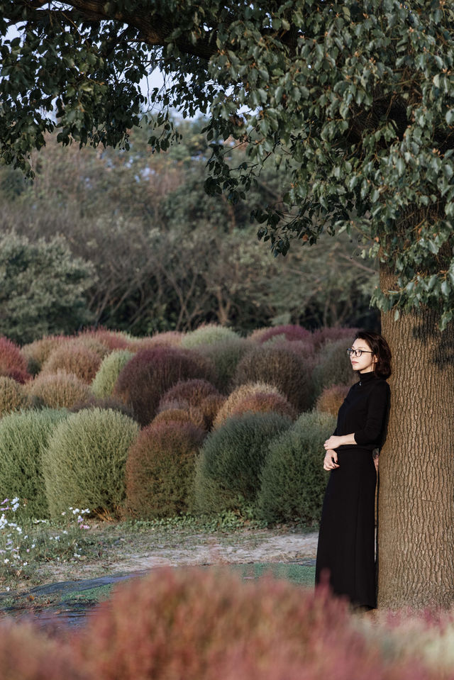 魔都不可錯過的深秋聖地！地膚草海美到窒息