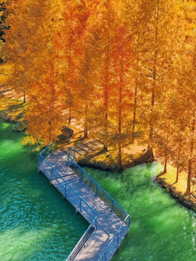 就現在！安吉的秋天已經美成next level！