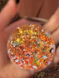 12.6棲霞山實況！！！南京的秋天瘋狂了！！！