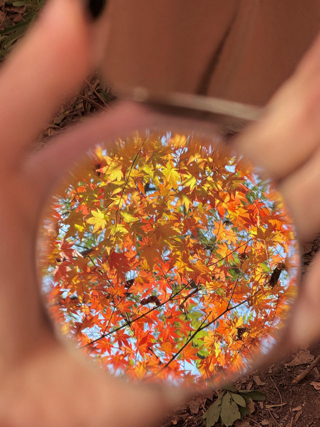 12.6棲霞山實況！！！南京的秋天瘋狂了！！！