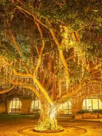 12月來沖繩過聖誕！