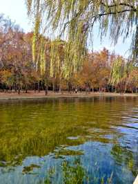 赴約不一樣的秋天|共青松濤幽谷遇見金色銀杏