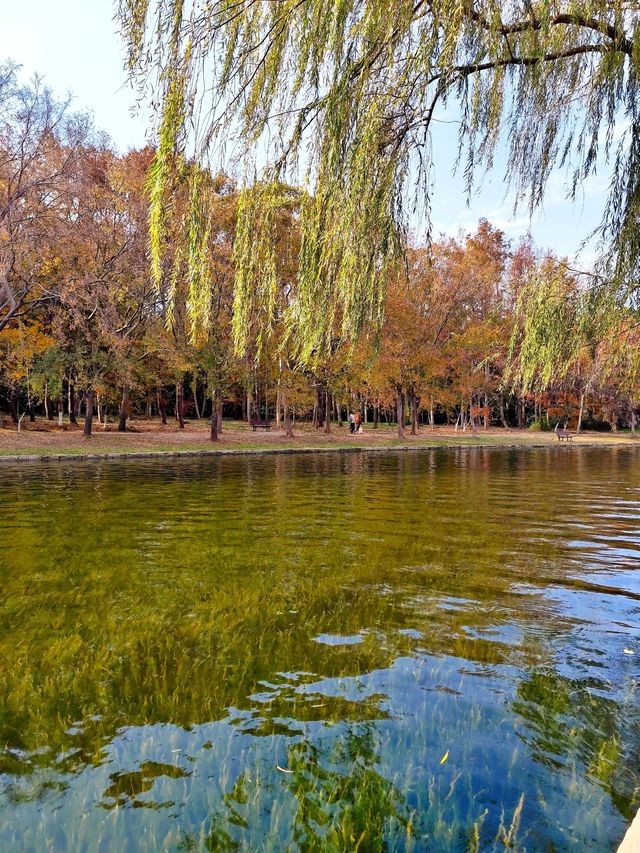 赴約不一樣的秋天|共青松濤幽谷遇見金色銀杏 赴約不一樣的秋天|共青松濤幽谷遇見金色銀杏