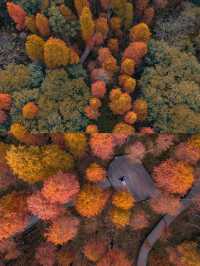 冬日的浪漫是落羽杉給的,太出片了!