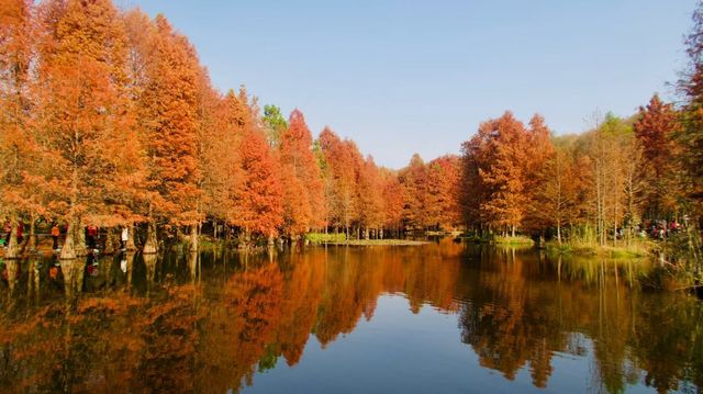 上海青西郊野公園：水上森林的秋日私語