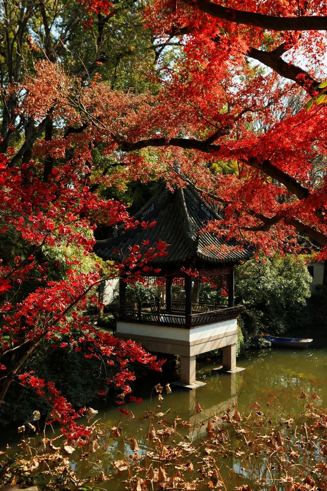 青浦隱世秋色地圖驚嘆老祖宗的審美 青浦隱世秋色地圖驚嘆老祖宗的審美