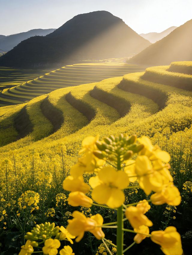 油菜花海拍照指南 油菜花海拍照指南