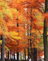 冬日水杉林美到超出期待，暖橙仙境引人入勝