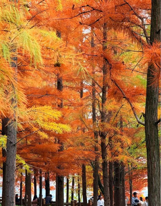冬日水杉林美到超出期待，暖橙仙境引人入勝