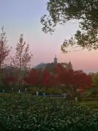 金山寺旁的「童話水杉林」，小朋友玩到不想走