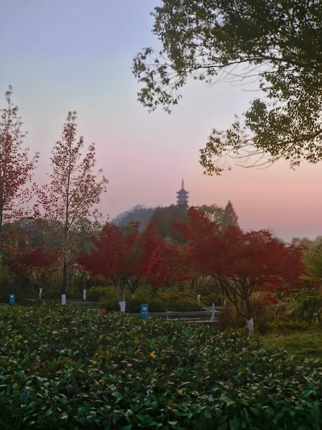 金山寺旁的「童話水杉林」，小朋友玩到不想走