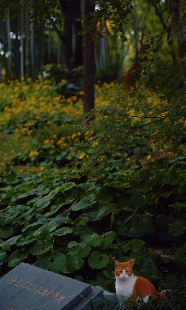 上海市中心兩小時賞秋路線